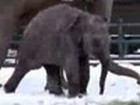 Elefantenbaby hat Spaß im Winter