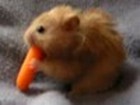 Hamster gegen Karotte