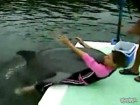 Sexsüchtiger Delfin