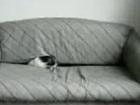 Funny cats