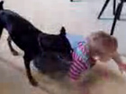 Hundeverfolgung