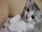 Video: Kätzchen