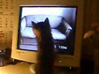 Katze am Computer