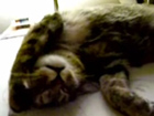 Video: Schlafende Katze