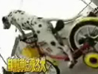 Hund auf dem Fahrrad