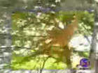 Video: Affenschlag2