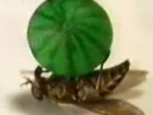 Trainierte Fliege