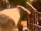 Video: Verückter Elefant