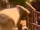Verückter Elefant