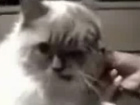 2köpfige Katze