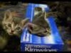 Katze in der Box