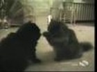 Video: Verrückte Katzen2