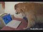 Video: Pc-Katze gegen Hund