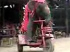 Elephant fährt Fahrrad