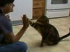 Video: Katzendressur