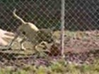 Hundefußball