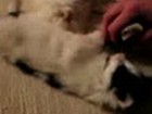 Video: Müde Katzen