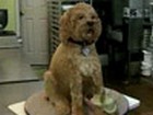 Hundekuchen
