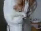 Video: Katze drinkt Wasser