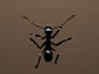 Onlinespiel: Ameisen