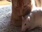 Katz und Maus, beste Freunde