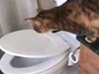 Eine Katze und das WC