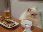 Katze sitzt und isst am Mittagstisch