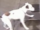 Tony Dog ist unterwegs