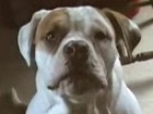Video: Sprechende Hunde