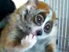 Fütterung eines Lemurs