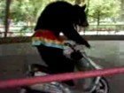 Video: Bär fährt Roller