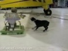 Hund spielt mit Baby Karusell