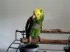 Papagei schreit wie ein Baby