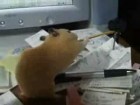Video: Hamster hat hunger