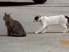Kampf zweier Katzen