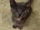Video: Süßes Katzenbaby schreit