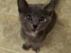 Süßes Katzenbaby schreit
