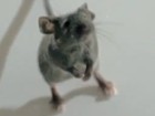 Maus auf der Flucht
