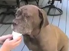Video: Eis und Hunde