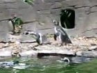 Pinguine auf Schmetterlingfang
