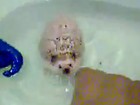 Igelbaby in der Badewanne