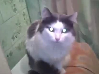 Katze wird gestört